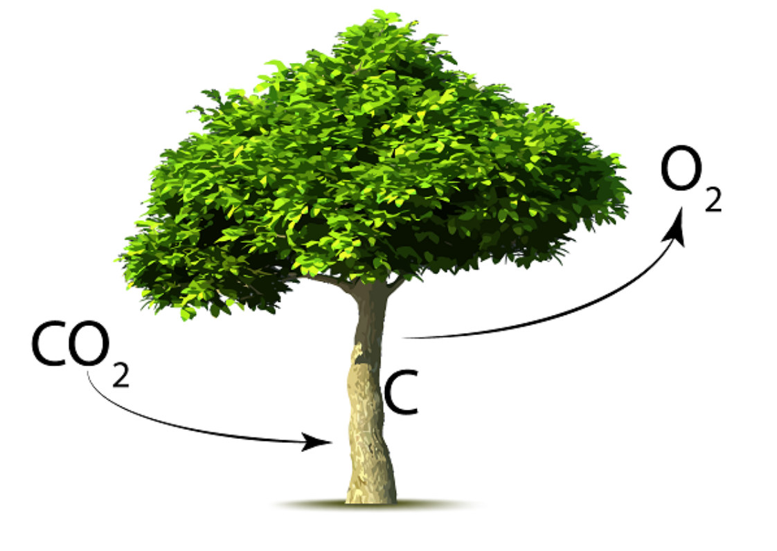 IPCC Report Reiterates A Global Need For More Trees!