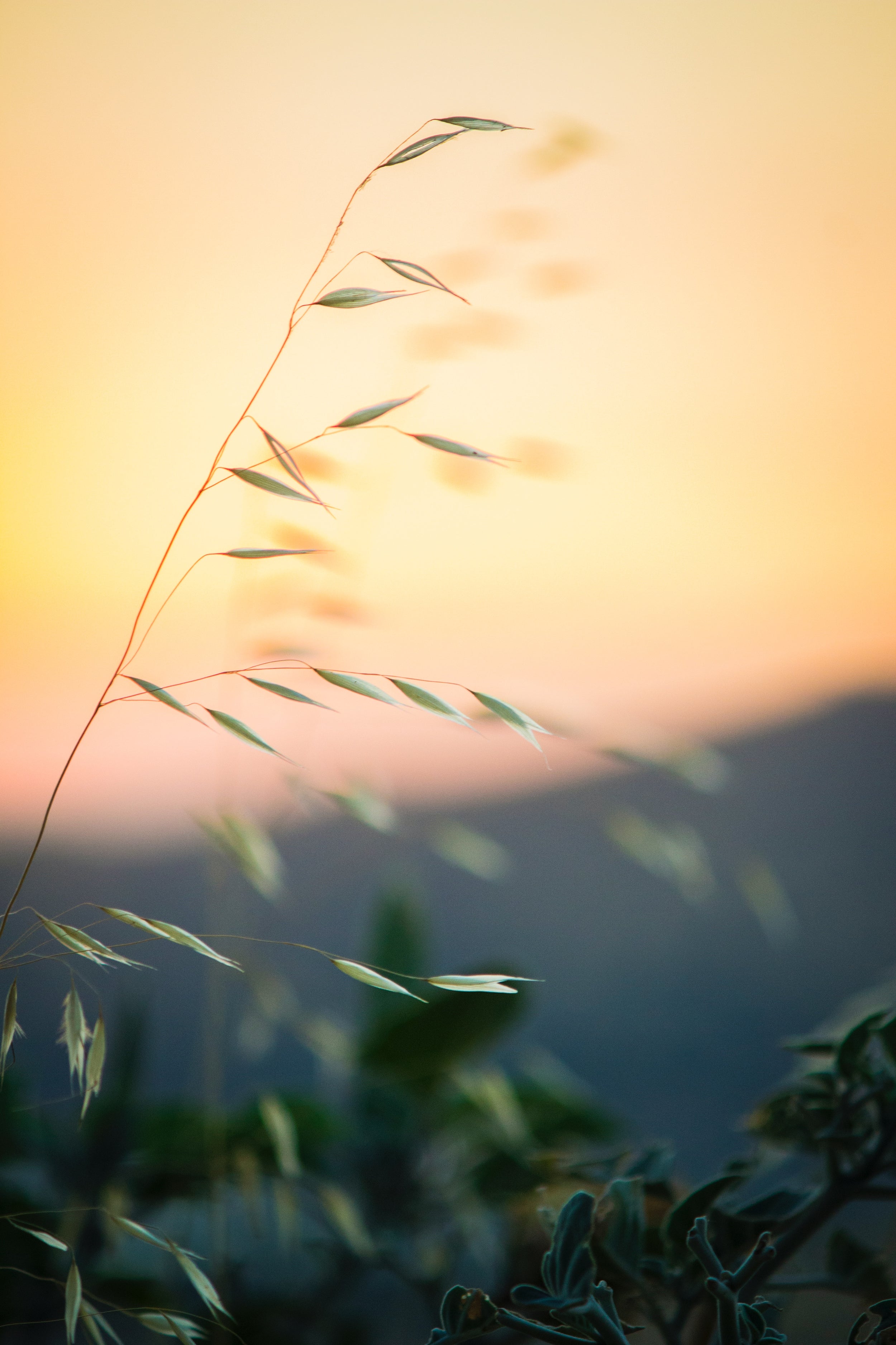 The Benefits of Sustainably Sourced Vodka