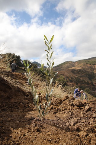 Ait Attaba - Morocco Planting 2021